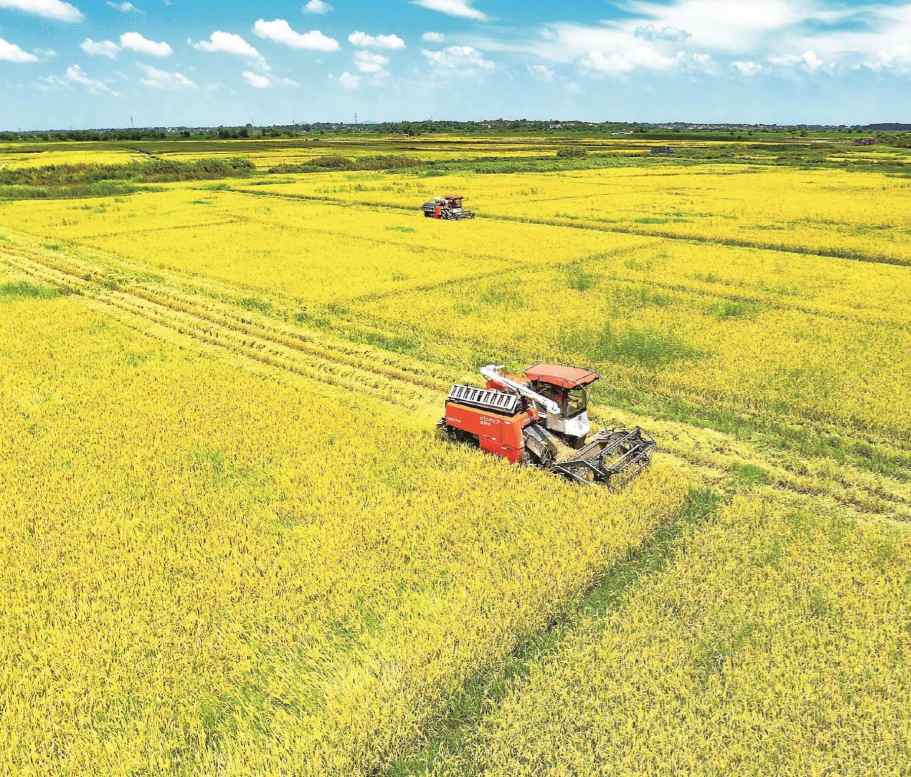 Gvider - Agriculture Products Wholesale Supplier from China