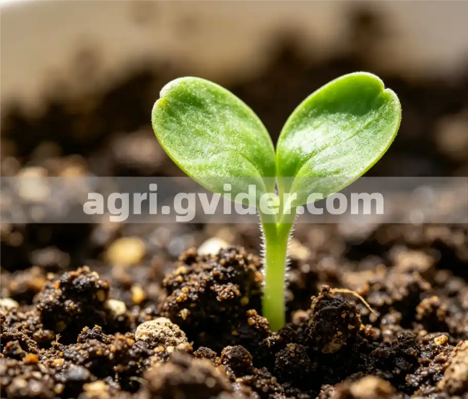 Gvider Products – Professional Agriculture Products Wholesale Supplier from China